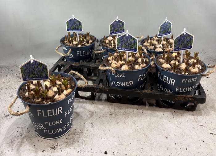 <h4>ARR MUSCARI</h4>