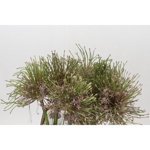 Allium Schubertii