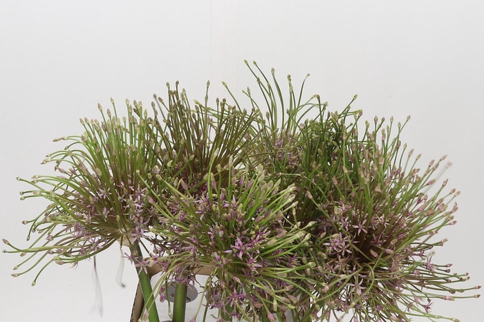 <h4>Allium Schubertii</h4>