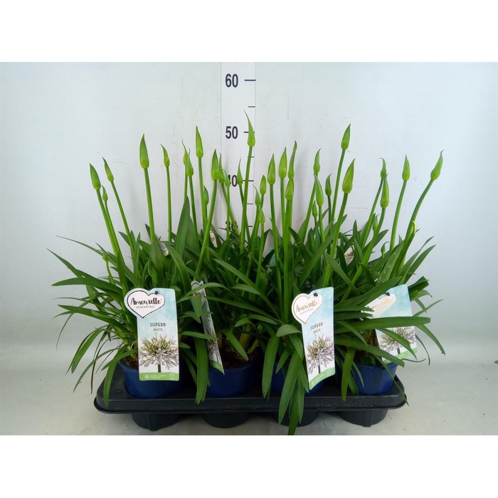 <h4>Agapanthus  'Amourette Superb Whit'</h4>