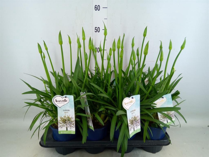 <h4>Agapanthus  'Amourette Superb Whit'</h4>