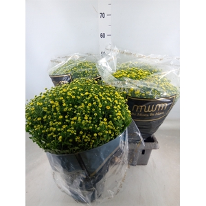 Chrysanthemum   ..