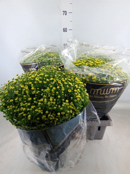 <h4>Chrysanthemum   ..</h4>
