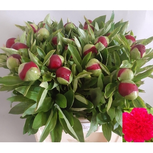 PAEONIA HYBR. 'RED CHARM'
