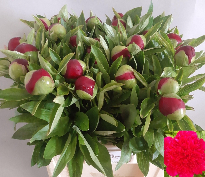 <h4>PAEONIA HYBR. 'RED CHARM'</h4>
