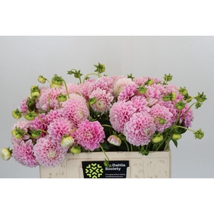 Dahlia  'Marshmallow Baby'