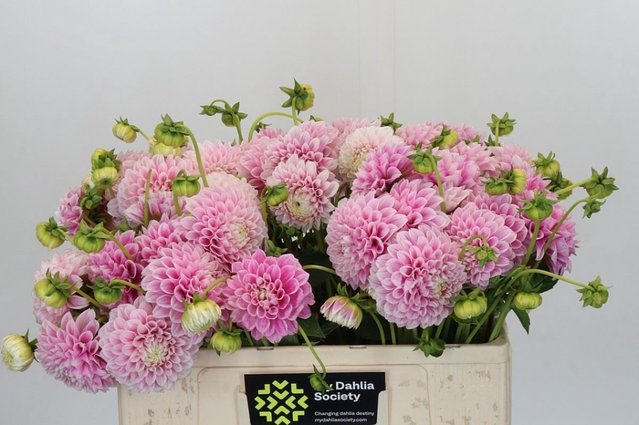 Dahlia  'Marshmallow Baby'