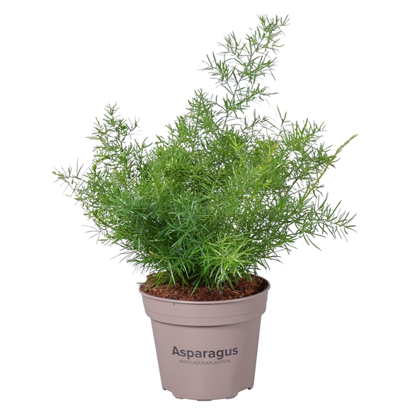 <h4>Asparagus Sprengeri</h4>