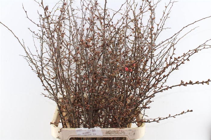 <h4>Chaenomeles Superba</h4>