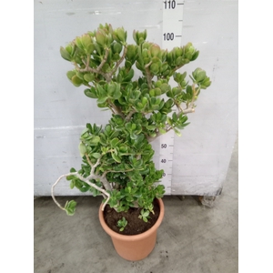 Crassula ovata