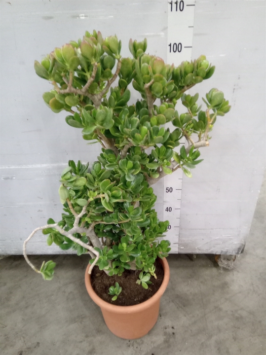 <h4>Crassula ovata</h4>