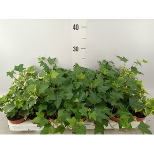Hedera helix   ...mix 3