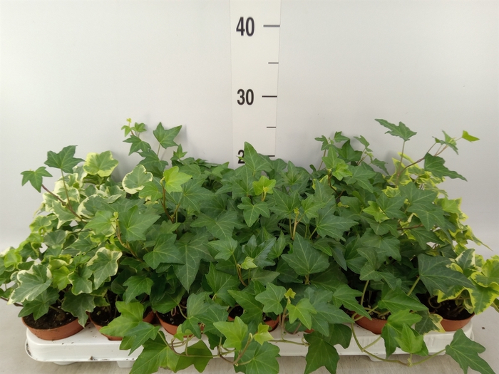 <h4>Hedera helix   ...mix 3</h4>