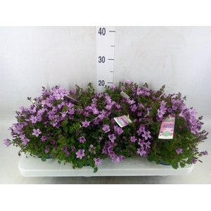 Campanula  'Ambella Pink'