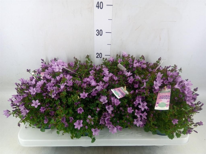 <h4>Campanula  'Ambella Pink'</h4>