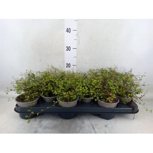 Muehlenbeckia com. 'Mao'ri'