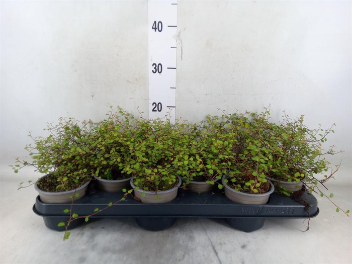 <h4>Muehlenbeckia com. 'Mao'ri'</h4>