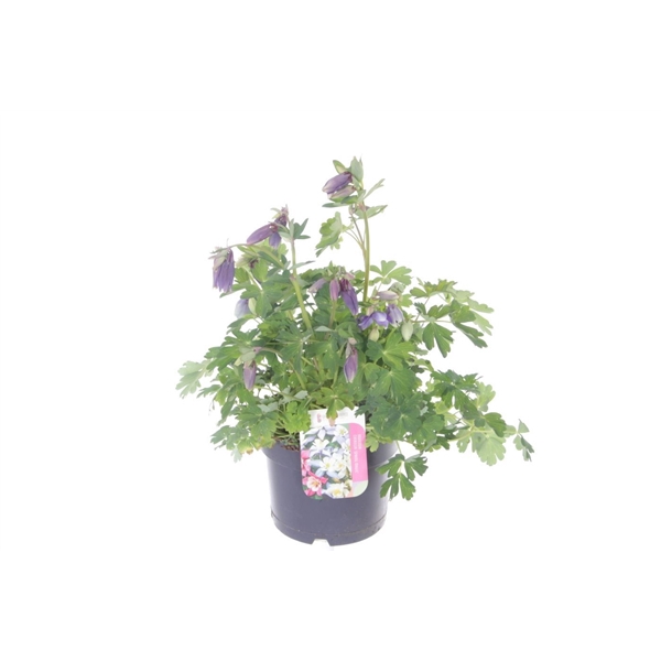 <h4>Aquilegia caer.Spring Magic Navy-Wh</h4>