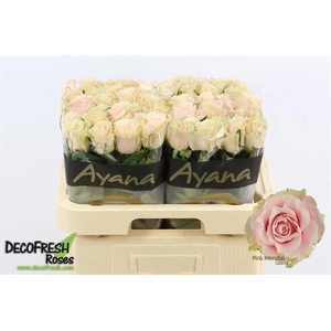 R Gr Pink Mondial Ayana