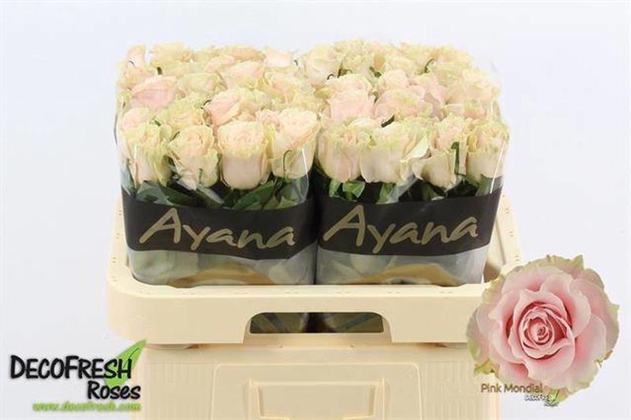 <h4>R Gr Pink Mondial Ayana</h4>