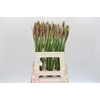Nerine Mister Nick