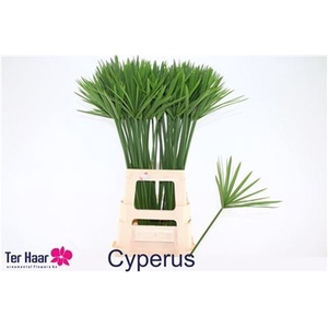 CYPERUS GLABER