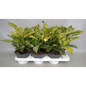 Aucuba japonica   ...