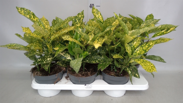<h4>Aucuba japonica   ...</h4>