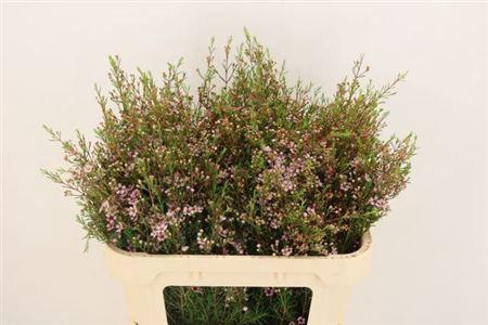 <h4>Chame Un Early Nir</h4>