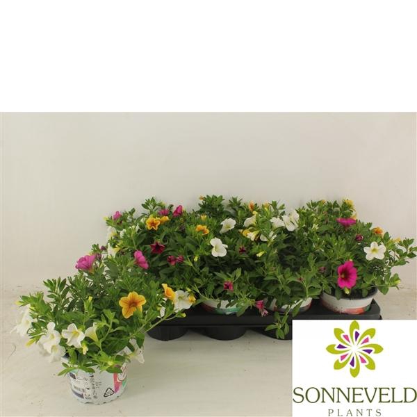 <h4>Calibrachoa Confetti Garden Hawaiian Trio gemengd</h4>