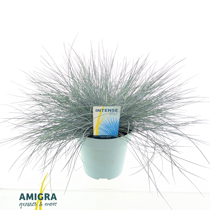 <h4>Festuca glauca Intense Blue®</h4>