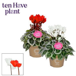 Cyclamen SS Picasso Rood-Wit mix