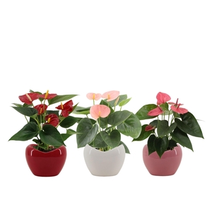 Anthurium 3 color mix in Paris ceramics