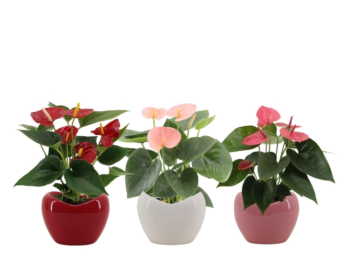 <h4>Anthurium 3 color mix in Paris ceramics</h4>
