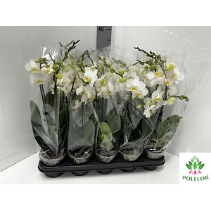 Phalaenopsis MF white 12Ø 50cm 3st 30fl
