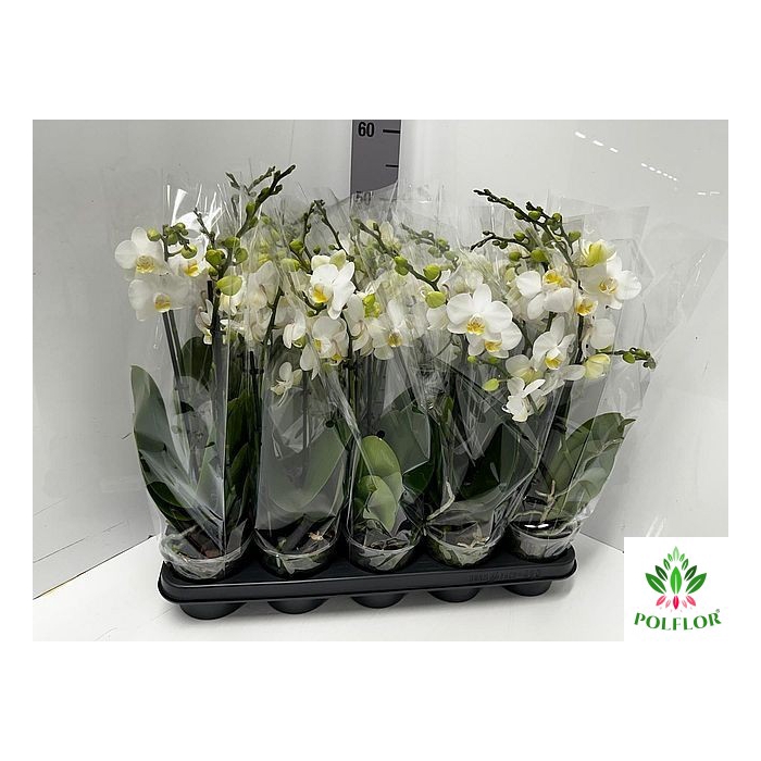 <h4>Phalaenopsis MF white 12Ø 50cm 3st 30fl</h4>