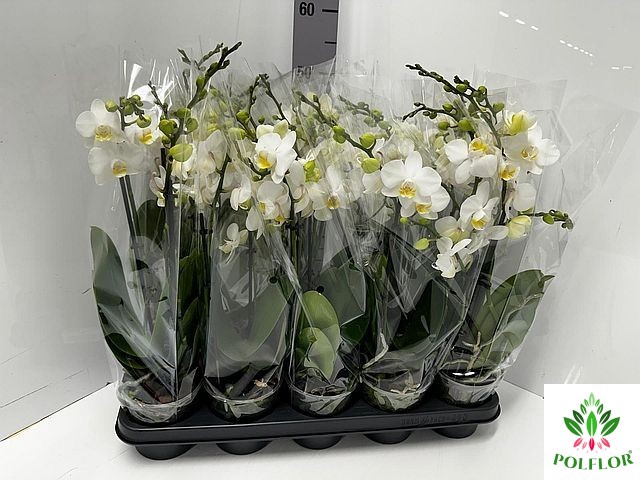 Phalaenopsis MF white 12Ø 50cm 3st 30fl