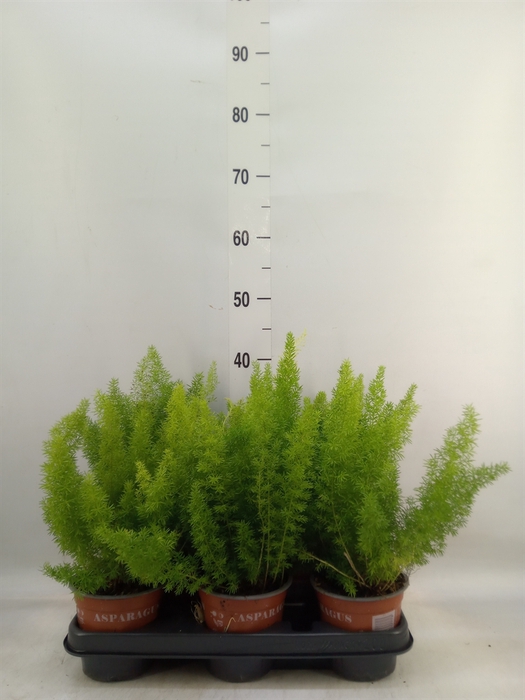 <h4>Asparagus dens. 'Meyers'</h4>