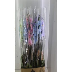 PHALAENOPSIS MULTICOLOR P12 2 HT