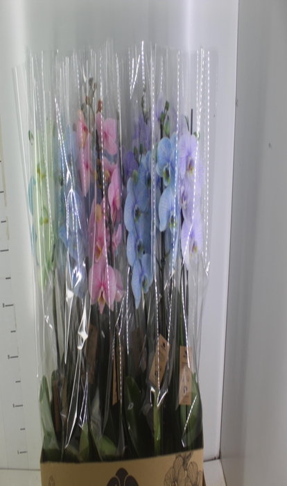 <h4>PHALAENOPSIS MULTICOLOR P12 2 HT</h4>