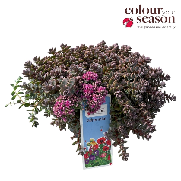 <h4>Sedum cauticola 'Lidakense' P19</h4>
