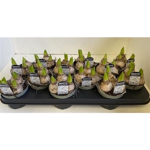 10.5 cm Hyacint White Pearl in olijfgroene pot