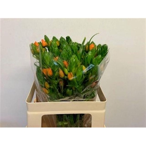 Ornithogalum dubium 'Orange Fire'