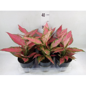Aglaonema  'Cherry Baby'