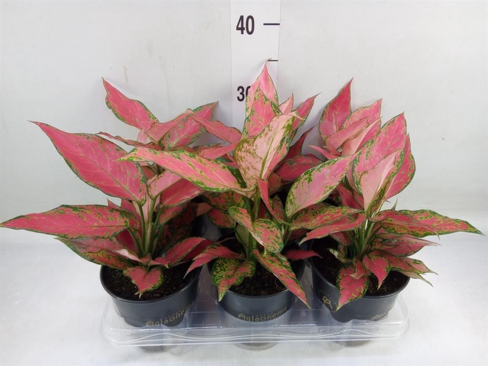 <h4>Aglaonema  'Cherry Baby'</h4>