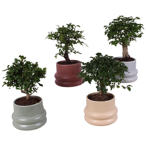 Bonsai Indoor Mix Ø12cm Ball Shape in Ø16cm Ceramic CC460