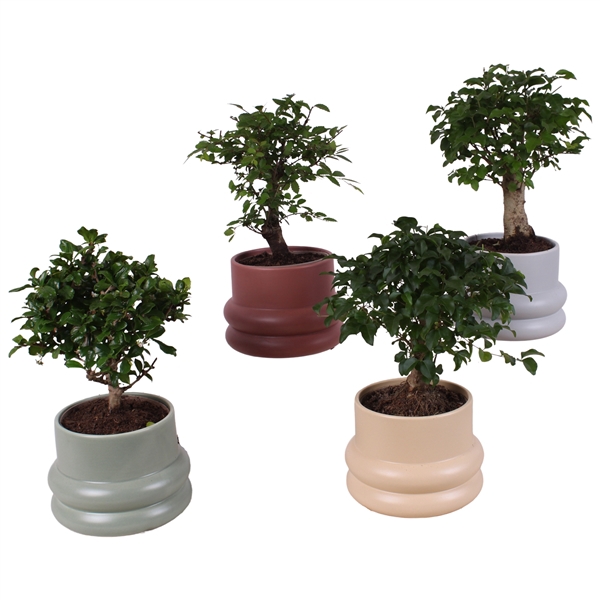 <h4>Bonsai Indoor Mix Ø12cm Ball Shape in Ø16cm Ceramic CC460</h4>