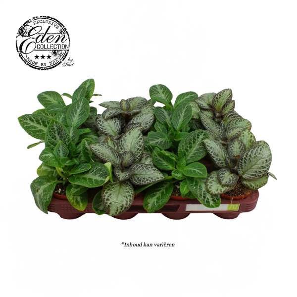 <h4>Episcia cupreata gemengd 8,5cm</h4>