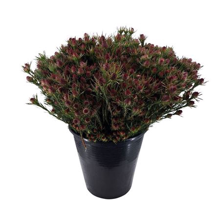 <h4>Leucadendron Jubilee Crown</h4>
