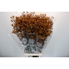 Anigozanthos Gold Fever